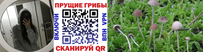 Галлюциногенные грибы Psilocybine cubensis  Туймазы 